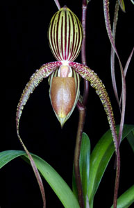 Paph Prince Edward of York 'Sue' AM 81 pts